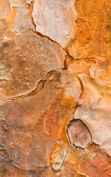 Close up of Scots pine tree bark texture in Great Britain