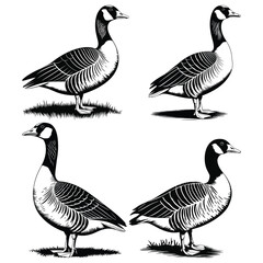 group of canada geese
