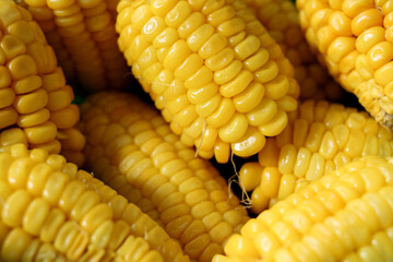 High angle photo detail of several pieces of boiled sweet yellow corn from close up