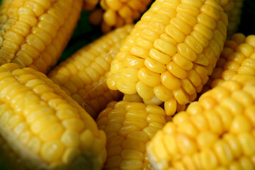 High angle photo detail of several pieces of boiled sweet yellow corn from close up