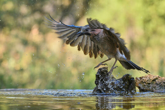 Eurasian jay takes flight in forest setting