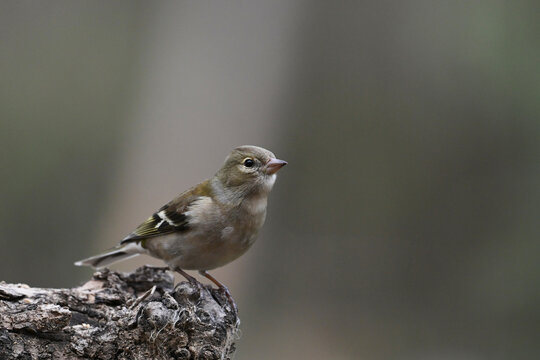 Fototapeta Common chaffinch perched on a tree branch in the forest