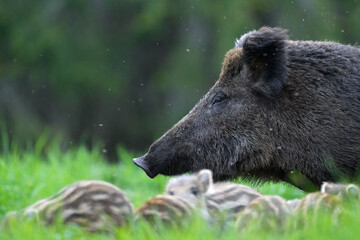 Wild boar with piglets in the forest scenery