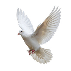 Fototapeta premium A graceful white dove in mid-flight with its wings fully spread open.