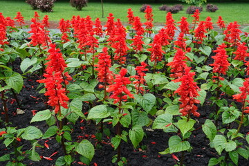 Flowers of scarlet red Salvia splendens in June