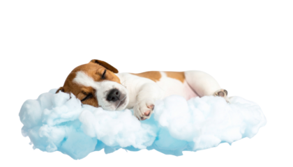 a cute dog sleeping on fluffy material, isolated on transparent background