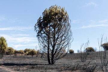 Aftermath of a wildfire in Castilla la Mancha, Spain