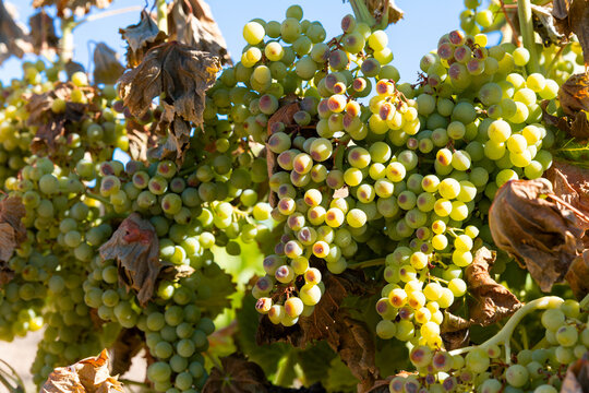 Vineyard grapes with wildfire effects in Castilla La Mancha