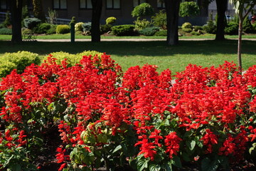 Vibrant red flowers of Salvia splendens in mid September