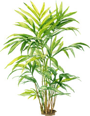 Obraz premium Lush green areca palm plant with detailed fronds and stems perfect for decor Watercolor PNG