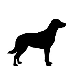 A black silhouette of a medium sized dog standing proudly with its head held high isolated on transparent background silhouette