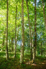 tree trunks in a forest