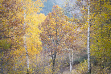 Golden Autumn Leaves Paint the Serene Landscape of Vall Fosca in Catalonia