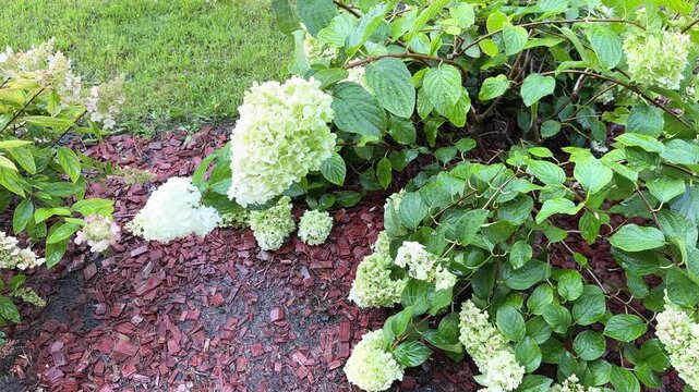 Lush flowering Hydrangea paniculata bush with white and lime green flowers while being watered.Beautiful Hydrangea paniculata bush in landscape garden with red wood chip mulch