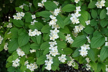 Myriad of white flowers in the leafage of Philadelphus coronarius in mid June