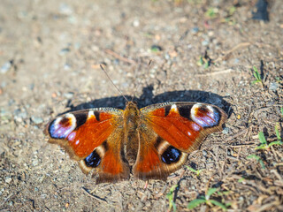 Peacock butterfly on the ground among the grass