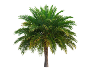 Top-Down Perspective of Miniature Palm Tree, Isolated on Transparent Background PNG
