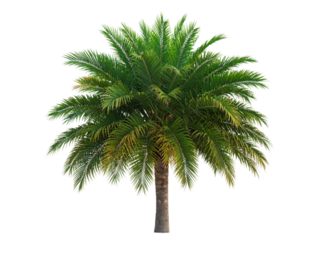 Top-Down Perspective of Miniature Palm Tree, Isolated on Transparent Background PNG