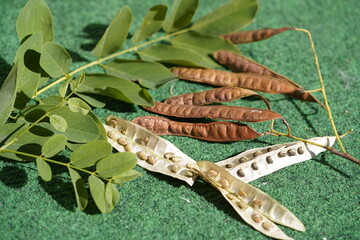 The fruit of the black locust (Robinia pseudoacacia), also called the false acacia, is a brown, flattened, pod-shaped legume. Hanover, Germany.
