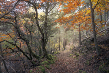 Exploring the Enchanting Trails of Viros Forest in Catalonia's Autumn Embrace