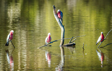 Fototapety na wymiar - Fototapeta24.pl