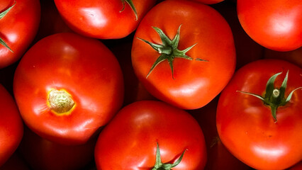 Lush red tomatoes glisten vibrantly, evoking summer's zenith and La Tomatina's exuberant chaos, embodying a harvest symphony