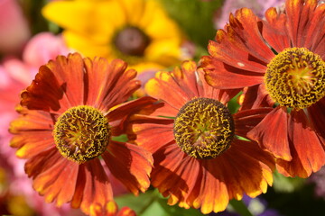 Close-up of beautiful burgundy helenium flowers
