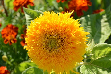 Yellow bright fluffy sunflower close-up outdoors
