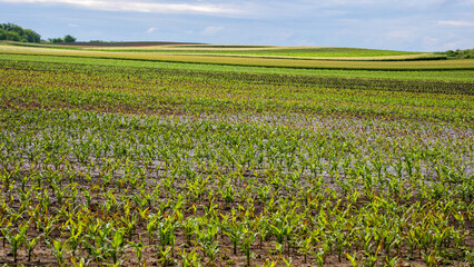 Young corn stalks dance under a tapestry of clouds, celebrating Lammas and Earth Day in verdant whispers