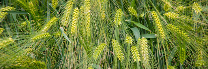 Verdant barley sways with the whisper of midsummer, invoking tales of Lughnasadh harvest and ancient agrarian rites
