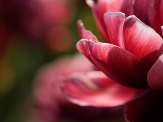 5月に美しく咲いた色彩豊かなチューリップの花