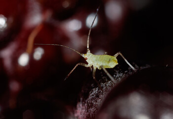 Green aphids on berries in nature. Macro