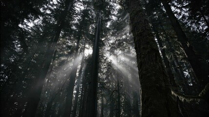 Obraz premium Sunlight filtering through a dense forest canopy.