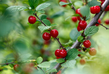 Obraz premium A branch of a tree is covered with red berries