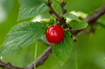 A red cherry is hanging from a leafy branch