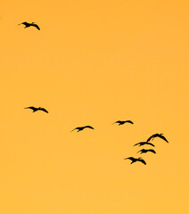 A flock of birds flying in the sky against a backdrop of a bright orange sky