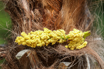 A bunch of yellow flowers are on a tree branch