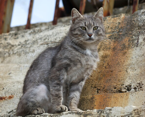 A gray and white cat is sitting on a ledge