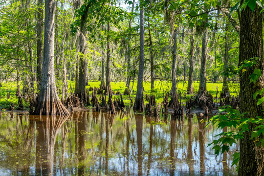 Cypress swamp in Lake Fausse Pointe State Park, scenic landscape, Atchafalaya basin, South Louisiana