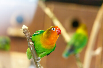 A bird with a red beak and green and yellow feathers is perched on a branch