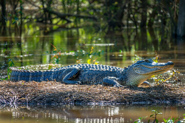 Close up side view an alligator warming in the sun outside the water in a swamp, Atchafalaya basin wildlife, South Louisiana