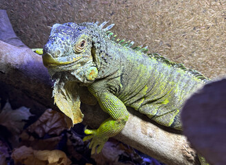 A detailed shot of a green iguana resting on a branch inside its enclosure