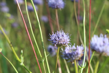 lavender flowers in the garden