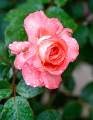 A pink rose with dew drops on it