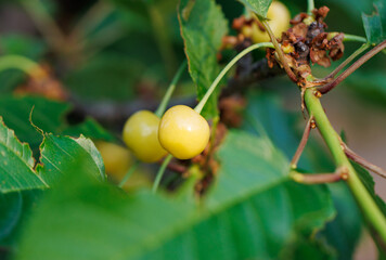 A tree with a bunch of yellow cherries on it
