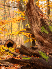 Totholz im herbstlichen Wald mit buntem Laub und Moosbewuchs