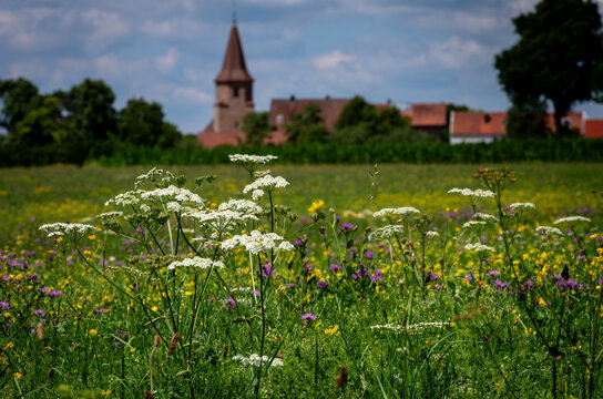 Blumenwiese mit wilden Blumen vor einem Dorf mit Kirche an einem sonnigen Tag