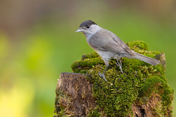 Kapturka (Sylvia atricapilla)  © Grzegorz