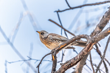 Fieldfare is sitting on branch in winter or autumn on blue sky background.
