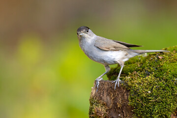 Kapturka (Sylvia atricapilla)  © Grzegorz